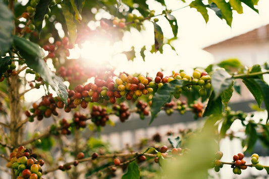 Caturra coffee from Latin America