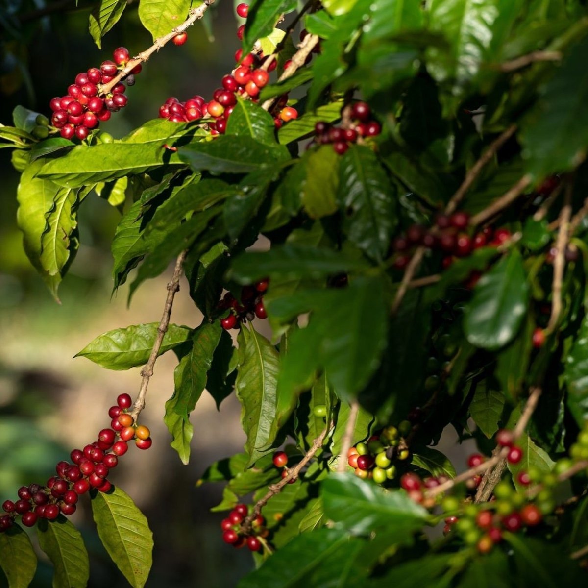 Coffee beans