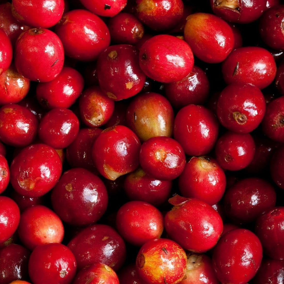 Breaking Boundaries in Coffee: What Panama’s Best of Panama 2025 Means for the Industry