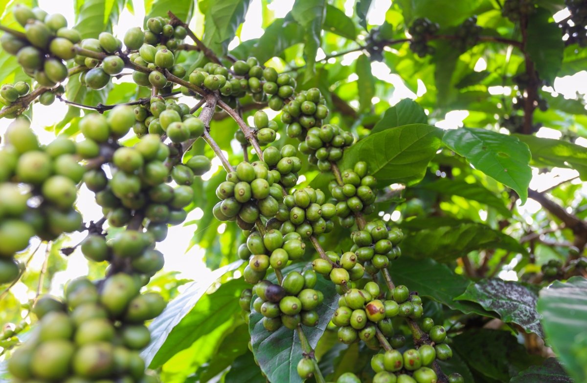 green coffee beans
