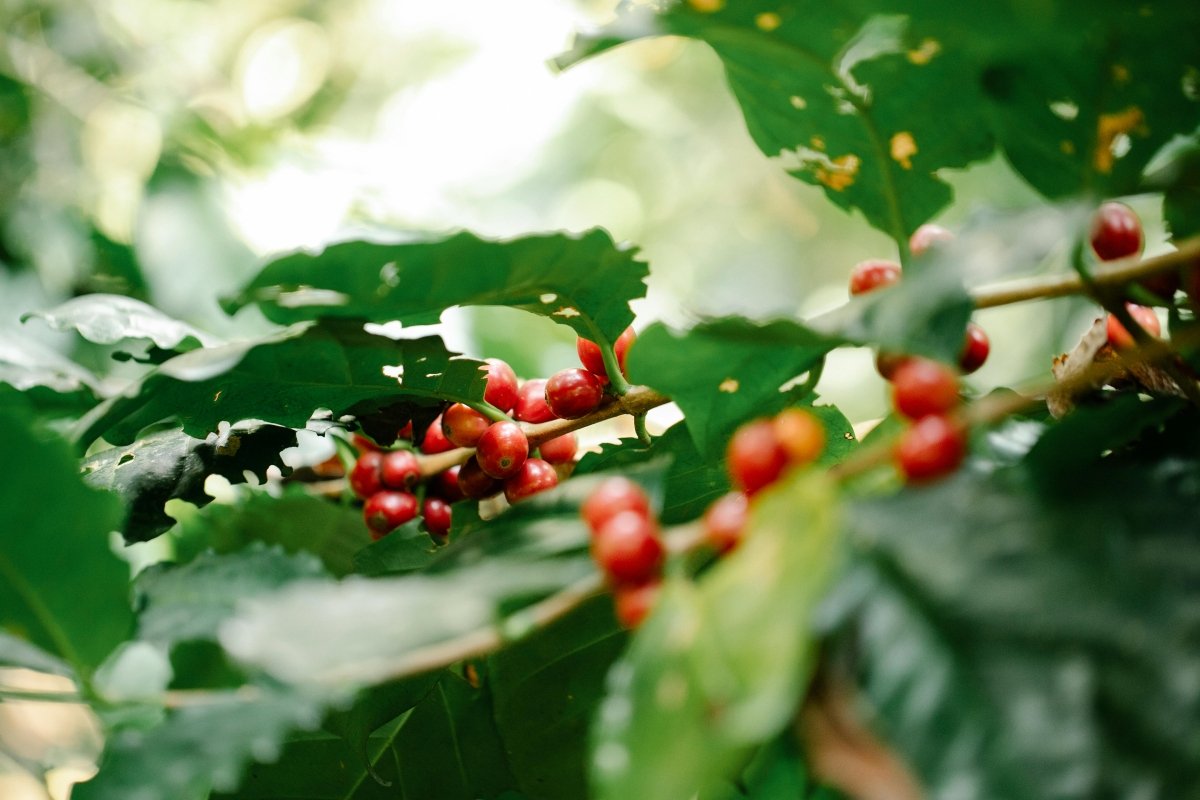 Green leaf with coffee beans