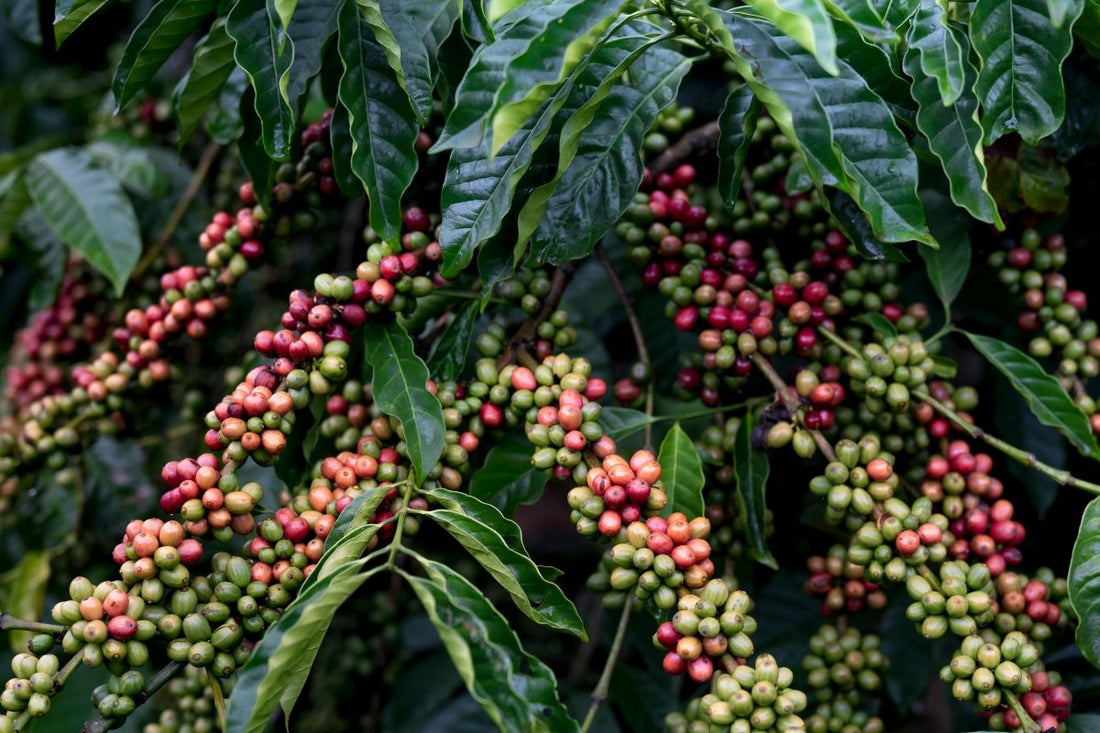 Typica Coffee:A Timeless Treasure in Panama