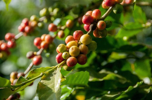 coffee beans